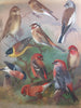 British Birds