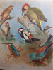 British Birds