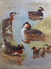 British Birds