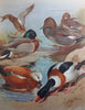 British Birds
