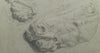 Drawing of Head and Mouth of horses from the Elgin Marbles