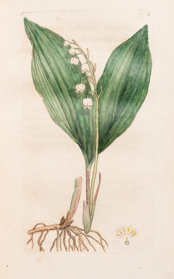 Flora Bedfordiensis