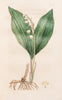 Flora Bedfordiensis