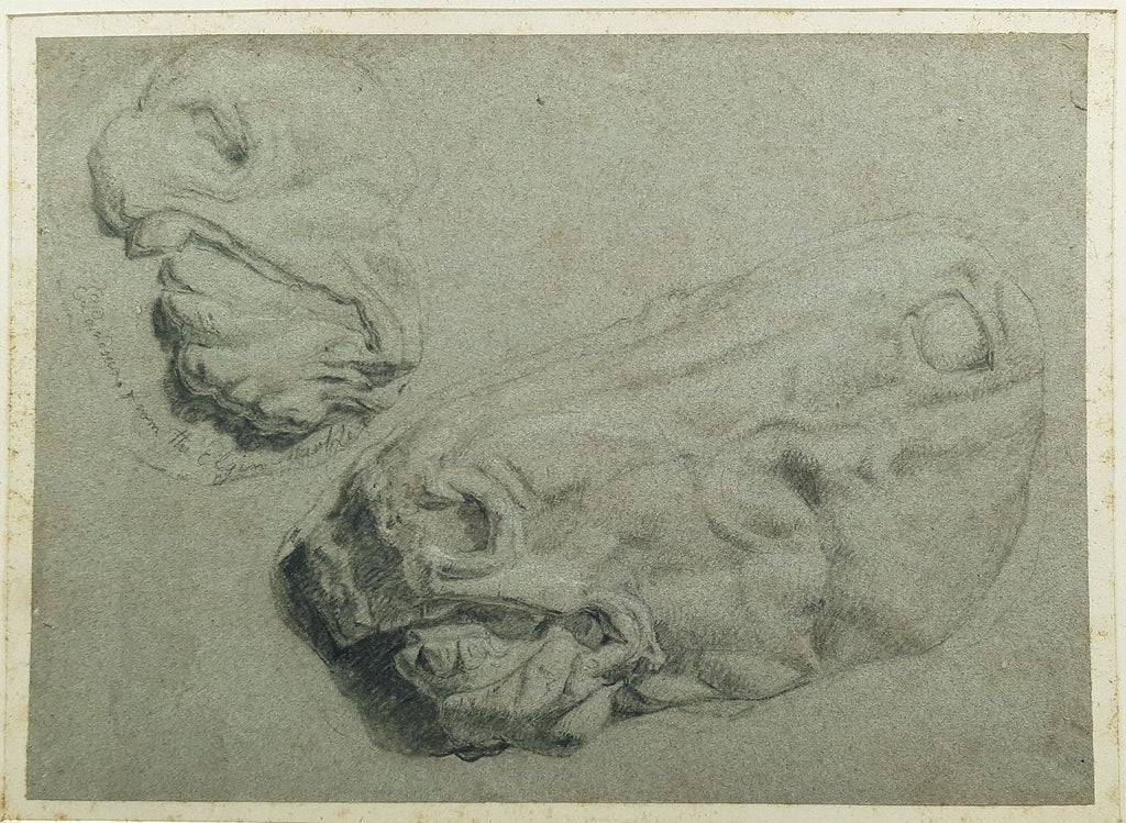 Drawing of Head and Mouth of horses from the Elgin Marbles